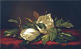 Magnoliae Grandiflorae